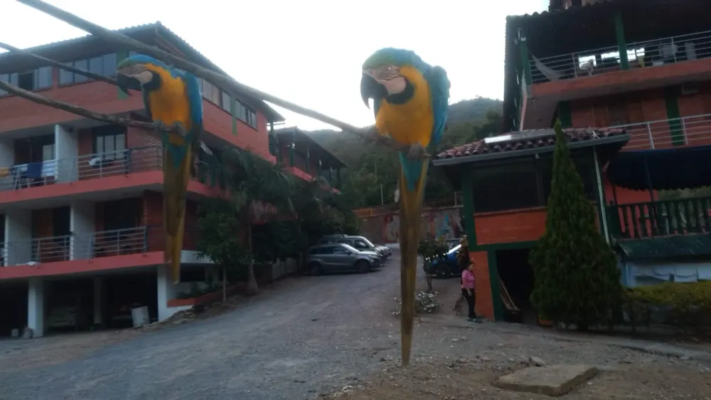 Esculturas de guacamayas sobre postes de madera en la entrada del hotel